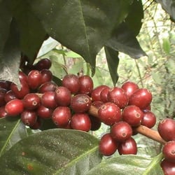 Miami Coffee Roasters