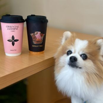 Molly Tea - Premium Jasmine Super Matcha ($6.99) + Dancong Oolong Milk Tea ($6.99) - Dog friendly shop! - Bubble Tea Near Me - Sunnyvale, California Molly Tea - Premium Jasmine Super Matcha ($6.99) + Dancong Oolong Milk Tea ($6.99) - Dog friendly shop! - Bubble Tea Near Me - Sunnyvale, California