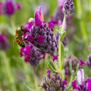 Ali'i Kula Lavender - Tours Near Me - Kula, Hawaii