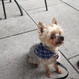 At Roti eating lunch with my pup At Roti eating lunch with my pup