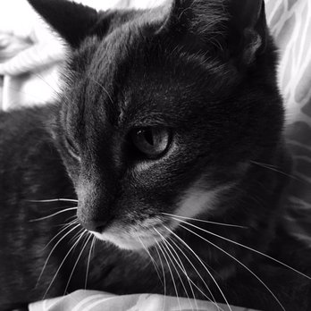 Silly Paws Petsitting - Atti - Pet Sitting Near Me