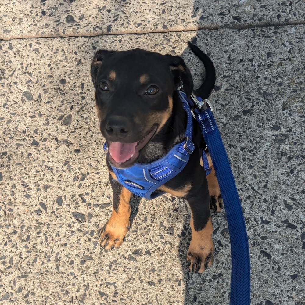 Pet Valu Edison, NJ 08817 - Last Updated January 2026 - Yelp