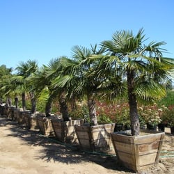 South Hill Palm Farm - Windmill Palm 6' trunk