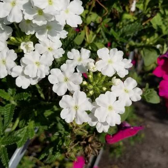 Orchard Fruit Market - white flowers in a basket - Fruits & Veggies Near Me - Orillia, Ontario Orchard Fruit Market - white flowers in a basket - Fruits & Veggies Near Me - Orillia, Ontario