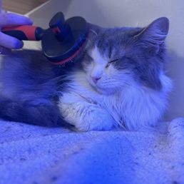 This was my favorite cat but she and her brother got adopted