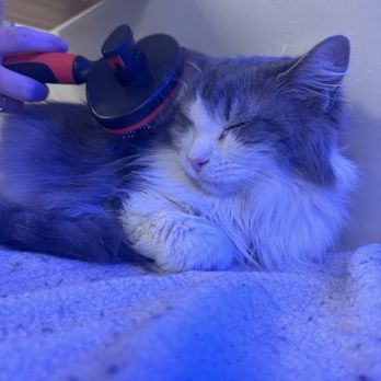 Kitty Cat Cafe - This was my favorite cat but she and her brother got adopted - Animal Shelters Near Me - Peabody, Massachusetts