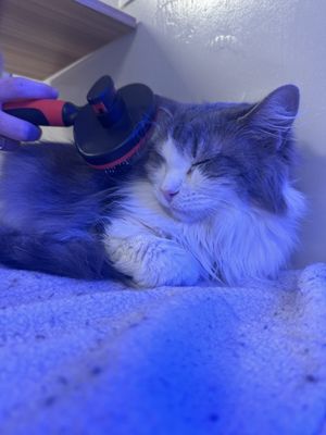 Kitty Cat Cafe and Adoption Lounge Inc by null