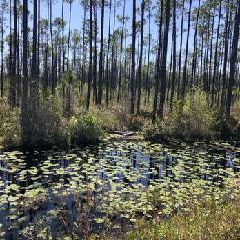 Okefenokee Swamp Park - Parks Near Me - Waycross, Georgia Okefenokee Swamp Park - Parks Near Me - Waycross, Georgia