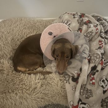 Companion Pet Clinic - Veterinarians Near Me - Gresham, Oregon