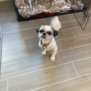 Top Dog Mobile Grooming - Pet Groomers Near Me