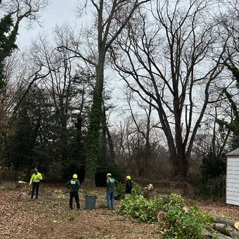 JMCTREESERVICE - Tree Services Near Me - Rosedale, Maryland