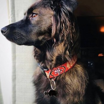 Everett Veterinary Hospital - George Michael! - Veterinarians Near Me - Everett, Washington
