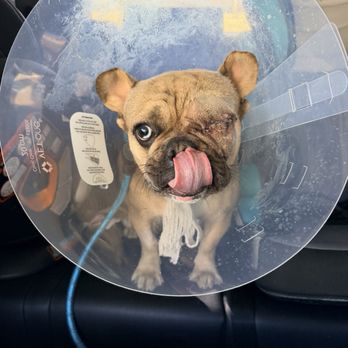 Veterinary Specialty Center Tucson - After Surgery - Veterinarians Near Me - Tucson, Arizona Veterinary Specialty Center Tucson - After Surgery - Veterinarians Near Me - Tucson, Arizona