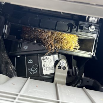 Checkpoint Auto - Squirrel nest - Auto Repair Near Me - Orland Park, Illinois Checkpoint Auto - Squirrel nest - Auto Repair Near Me - Orland Park, Illinois