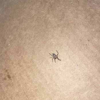 Cassidy's Pizza - squished spider - Pizza Near Me - Watsonville, California