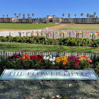 The Flower Fields - Venues & Event Spaces Near Me - Carlsbad, California The Flower Fields - Venues & Event Spaces Near Me - Carlsbad, California