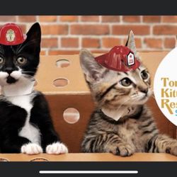 Toni's Kitty Rescue