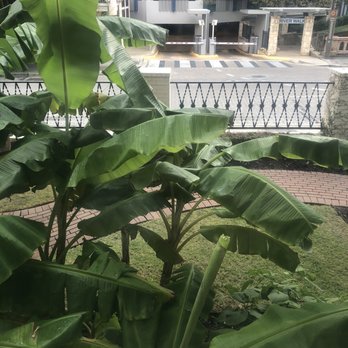 Hotel Havana - Garden - Hotels Near Me - San Antonio, Texas Hotel Havana - Garden - Hotels Near Me - San Antonio, Texas