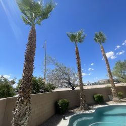 Leo Garcias Lawn Service - After trimming of palms