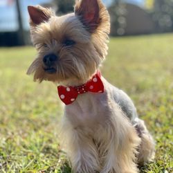 My Yorkie Us - Dog groomer