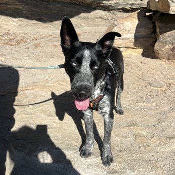 Bergland K9 Training - Luna - Pet Training Near Me - Lexington, North Carolina Bergland K9 Training - Luna - Pet Training Near Me - Lexington, North Carolina