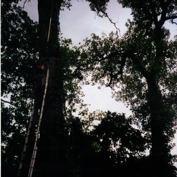 J R Ash Tree Company - Tree Services Near Me - Belton, Texas