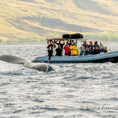 Hawaii Ocean Rafting Whale Watch and Snorkel by null