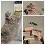 Photo of Aztec Tree Service