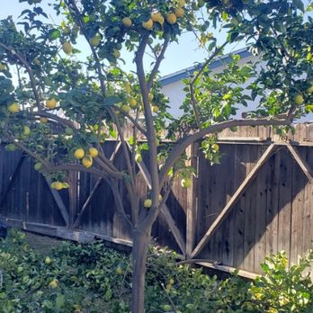 J Ram Tree Service - Tree Services Near Me J Ram Tree Service - Tree Services Near Me