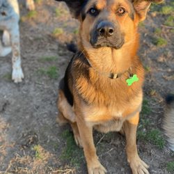 Claudia’s Doggie Daycare And Boarding - Sarge