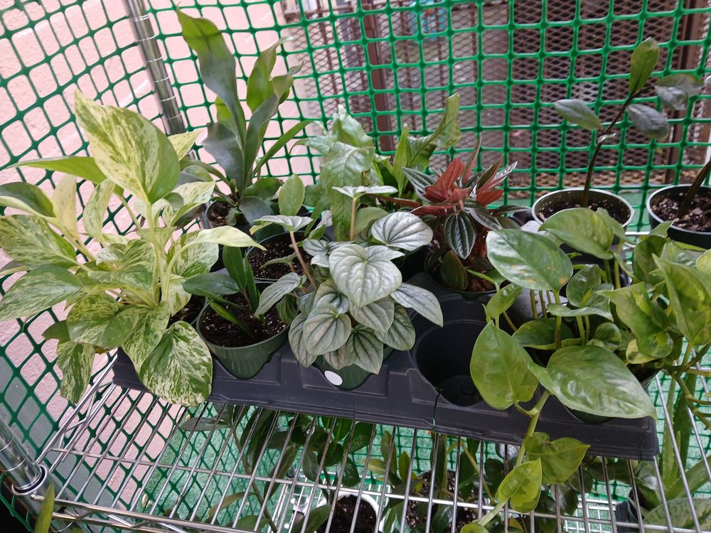 Umbrella Garden