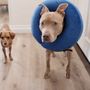 Photo of Sand Canyon Animal Hospital