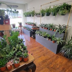 Pearl Plants