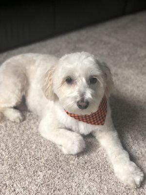 Hair Of The Dog Wash and Groom by null