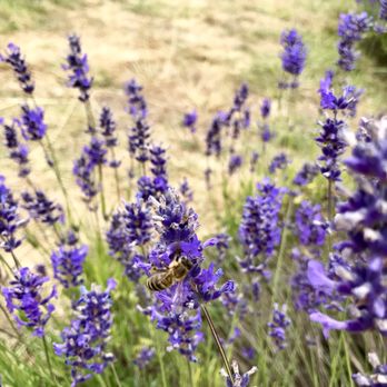 Sacred Mountain Lavender - Cosmetics & Beauty Supply Near Me - Salt Sping Island, British Columbia Sacred Mountain Lavender - Cosmetics & Beauty Supply Near Me - Salt Sping Island, British Columbia