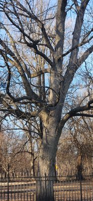 Prospect Park by null
