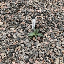 The Cactus Man - New agave baby