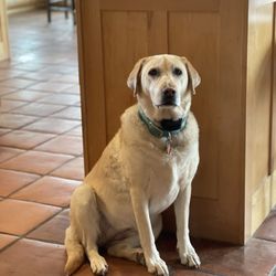 Willow Mountain Veterinary Hospital