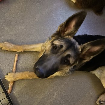 Lose The Leash Dog Training - Maui at 6 months and better trained than we could have doneon our own. - Pet Training Near Me - Gilbert, Arizona Lose The Leash Dog Training - Maui at 6 months and better trained than we could have doneon our own. - Pet Training Near Me - Gilbert, Arizona