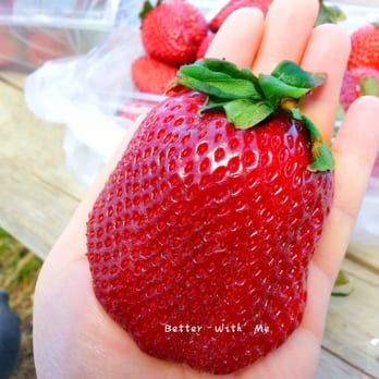 Strawberry Farm - Ice Cream & Frozen Yogurt Near Me - Auckland, AUK Strawberry Farm - Ice Cream & Frozen Yogurt Near Me - Auckland, AUK