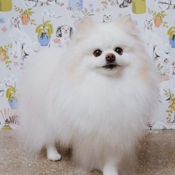 Rogue Dog - Pet Groomers Near Me - Evanston, Illinois