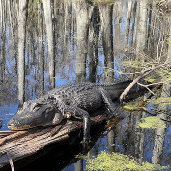 Cypress Gardens - An approximately five year old gator - Parks Near Me - Moncks Corner, South Carolina Cypress Gardens - An approximately five year old gator - Parks Near Me - Moncks Corner, South Carolina