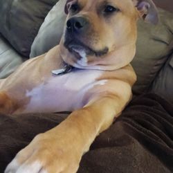 Toledo Humane Society - Chita(formerly Cheetah)
