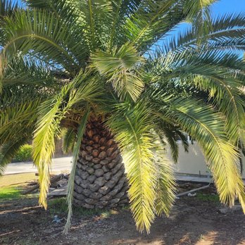 Dominion Brush Clearing - Lawn Services Near Me Dominion Brush Clearing - Lawn Services Near Me