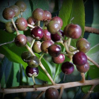 Hammock State Park - Wild berries for Birds to feed seen at Hammock Park. (Photo by T.Gilmore) - Hiking Near Me - Dunedin, Florida