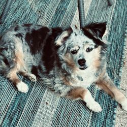 Aumsville Animal Clinic - Daisy