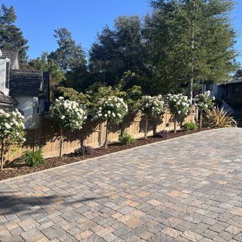 Chevez Landscaping - Rose plants - Landscaping Near Me Chevez Landscaping - Rose plants - Landscaping Near Me