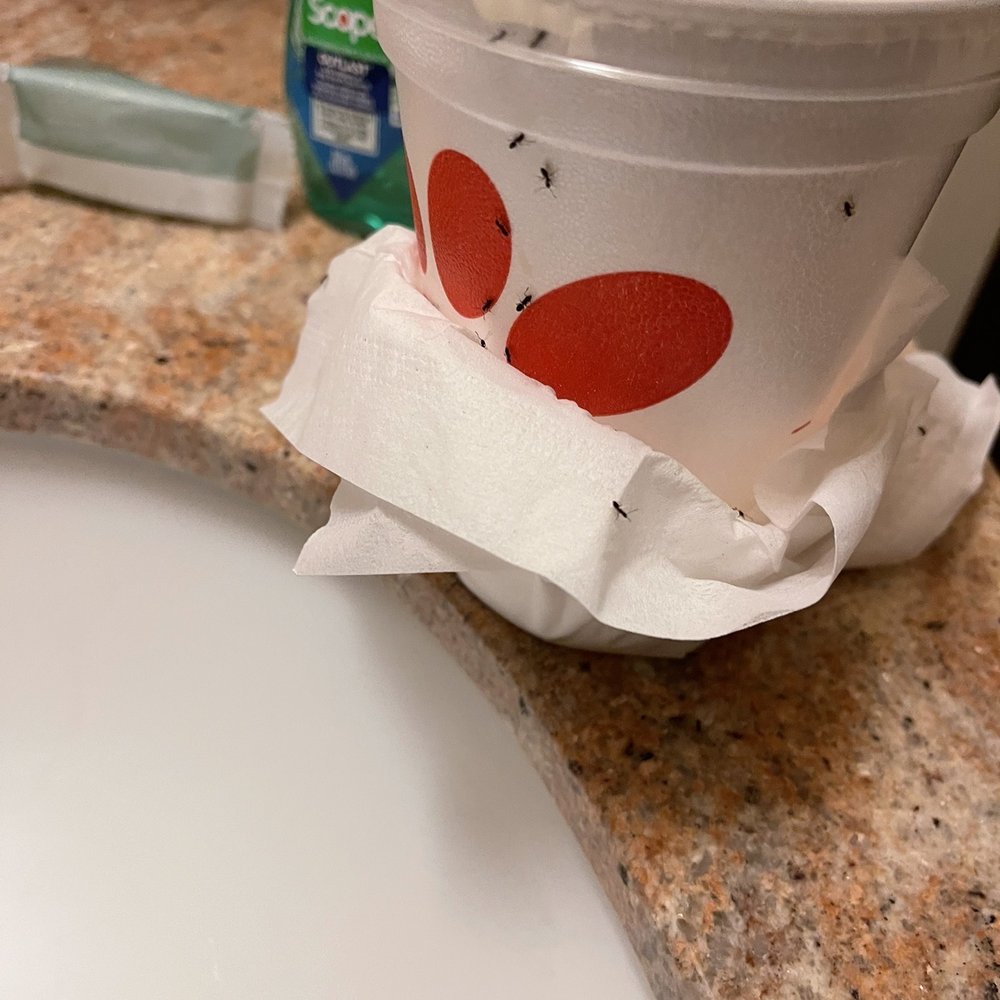 Courtyard by Marriott Fort Collins - Ants on a cup that was on the bedside table. - Hotels Near Me - Fort Collins, Colorado Courtyard by Marriott Fort Collins - Ants on a cup that was on the bedside table. - Hotels Near Me - Fort Collins, Colorado
