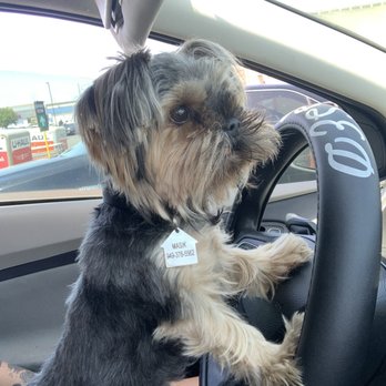 Oops Pet - Pulling up to get my nails done - Pet Groomers Near Me - Irvine, California Oops Pet - Pulling up to get my nails done - Pet Groomers Near Me - Irvine, California