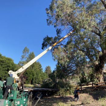 Mr Arbor Tree Care Arborists - They had two cranes on our six-story eucalyptus tree. - Tree Services Near Me Mr Arbor Tree Care Arborists - They had two cranes on our six-story eucalyptus tree. - Tree Services Near Me